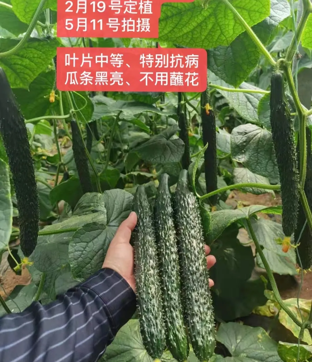 淄博黄瓜种子（系列）